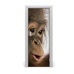 tulup.si Nalepka na vratih Mlad orangutan 75x205 cm