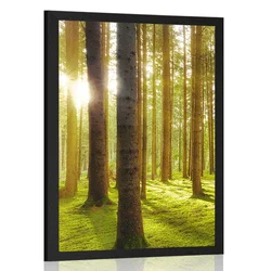 Plakat sončno jutro v gozdu - 60x90 black