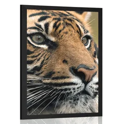 Plakat bengalski tiger - 60x90 no frame