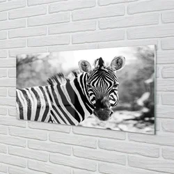 tulup.si Steklena slika Retro zebra 125x50 cm 4 obešalnika