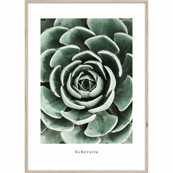 Plakat v okvirju 50x70 cm Echeveria - Styler