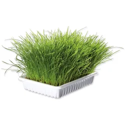 Trixie Mačija trava, posuda 100 g