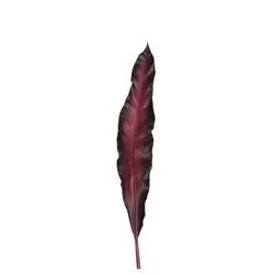 Leonardo list Fiore L038522