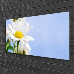 tulup.si Slika na steklu Daisy rastlin narava 100x50 cm 2 obešalnika