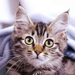 Serviete Cute kitten