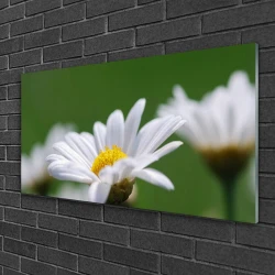 tulup.si Steklena slika Daisy na wall 120x60 cm 4 obešalnika