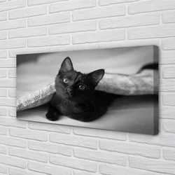 tulup.si Slika na platnu Cat pod odejo 120x60 cm