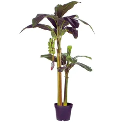 DekorDom Dekorativna biljka u saksiji Banana 999104, 180 cm