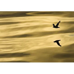 KOMAR Foto tapet 1-604, 184x127cm