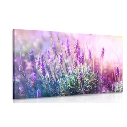Slika čarobni cvetovi sivke - 120x80