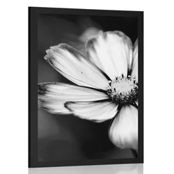 Plakat vrtni cvet kozmeje v črnobeli varianti - 20x30 no frame