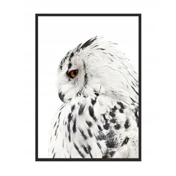 shumee SLIKA, PLAKAT V OKVIRJU 73x53 cm Sova P508