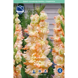 Čebulice Gladiola Sochi, 10 kosov