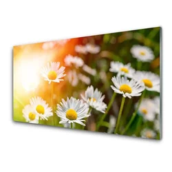 tulup.si Slika na steklu Marjetice flowers rays 100x50 cm 4 obešalnika