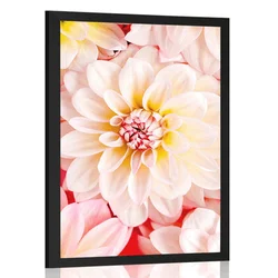 Plakat pastelni cvetovi dalije - 30x45 no frame