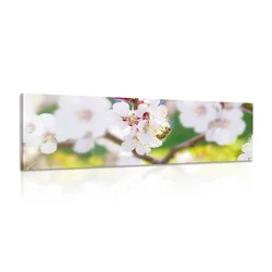Slika cvetovi drevesa spomladi - 135x45