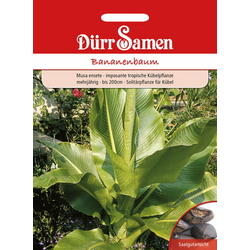 Dürr Samen Banana drevo