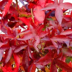 STEBRASTI AMBROVEC LIQUIDAMBAR STYR. SLENDER SILHOUETTE,