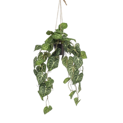 Anthurium obešanka v loncu 80 cm - 76 do 100 cm