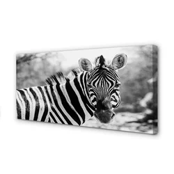 tulup.si Slika na platnu Retro zebra 140x70 cm