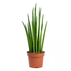 Sansevieria Mikado