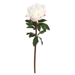 Shishi Bela potonika 72 cm
