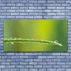tulup.si Slika na steklu Dew drop na travi 140x70 cm 2 obešalnika