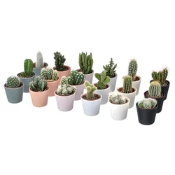 CACTACEAE Biljka u saksiji, kaktus/raznovrsno, 6 cm 3 komada