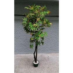 Lilium japanski javor zeleno-oranz 130cm