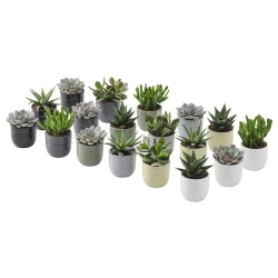 SUCCULENT Biljka u saksiji, Sukulent raznobojno, 6 cm