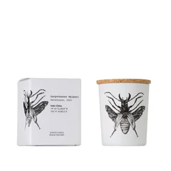 shumee Dorysthenes Walkeri - Vila Hermanos - dišeča sveča 75 g - serija Insect Collection