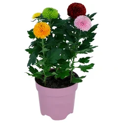 CHRYSANTHEMUM Biljka u saksiji, hrizantema, 14 cm