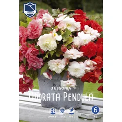 Čebulice Begonija Pendula Odorata, rdeče-bele, 3 kosi