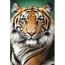 PUZZLE 1500 tigar