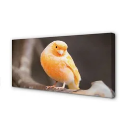 tulup.si Slika na platnu Podružnica papiga 120x60 cm