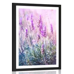Plakat s paspartujem očarljivi cvetovi sivke - 30x45 no frame