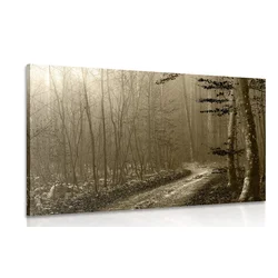 Slika sephia potka v gozd - 40x30