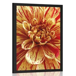 Plakat eksotična dalija - 30x45 no frame