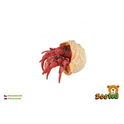 Kraba puščavnica zooted plastična 7cm