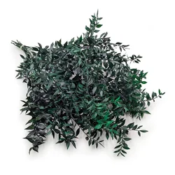 Stabiliziran Ruscus - (Ruscus) - Zelen