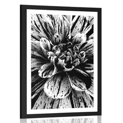 Plakat s paspartujem eksotična dalija v črnobeli varianti - 30x45 silver