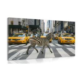 Slika zebra v New Yorku - 150x100