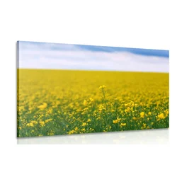 Slika rumeno polje - 30x20