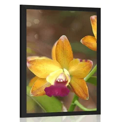 Plakat oranžna orhideja - 20x30 no frame