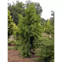 TAXODIUM DISTICH. PENDENS V LONCU 240lit