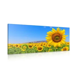 Slika polno sončnic - 200x100