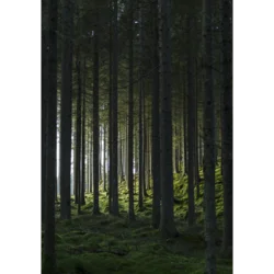 Venture Design Poster Woods 70x100 cm Zelena