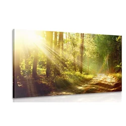 Slika sončni žarki v gozdu - 30x20