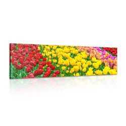 Slika vrt poln tulipanov - 120x40