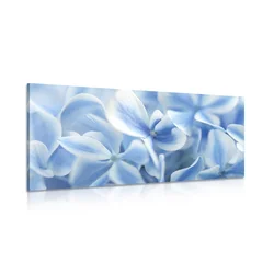 Slika modri beli cvetovi hortenzije - 60x30